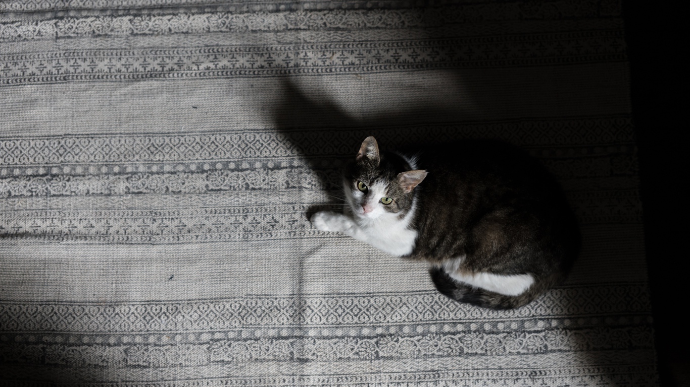 Большой серый с белым кот лежит на кровати 