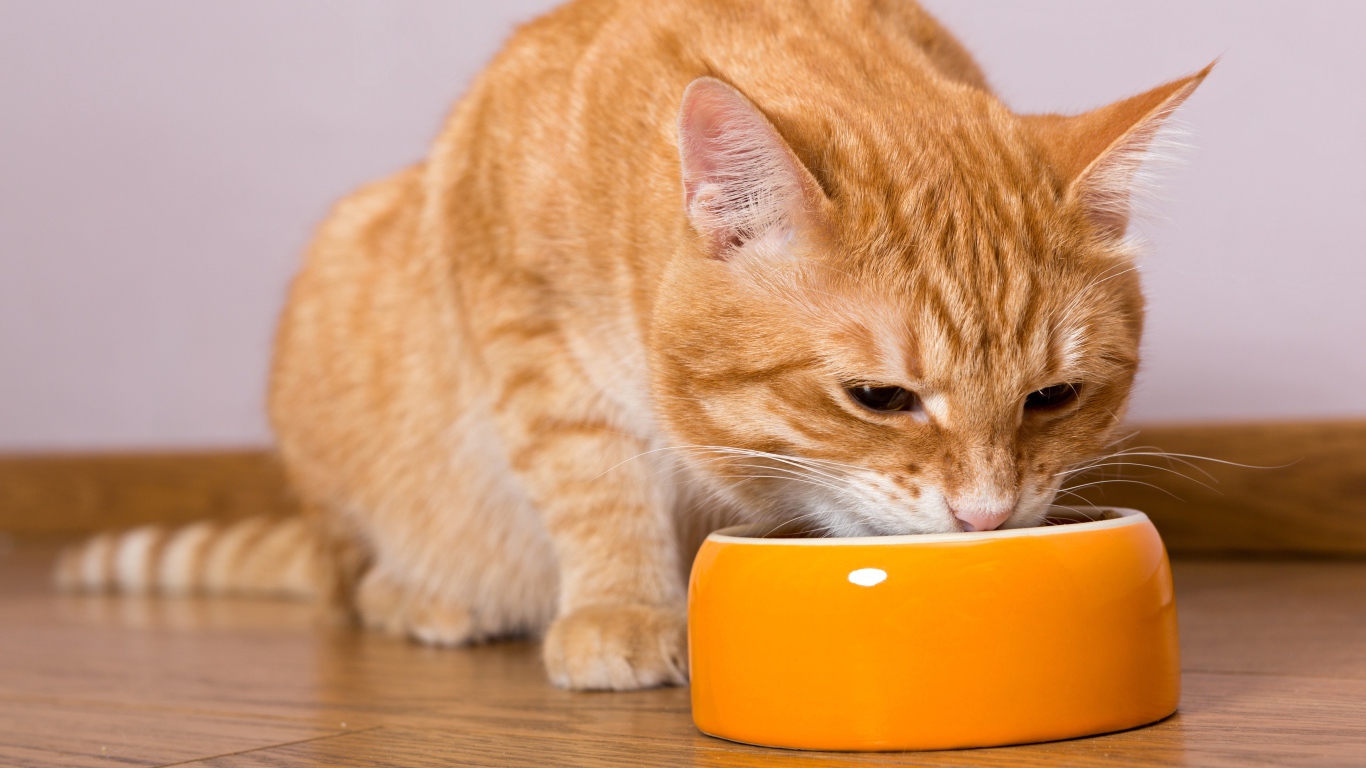 Большой рыжий кот ест из миски 