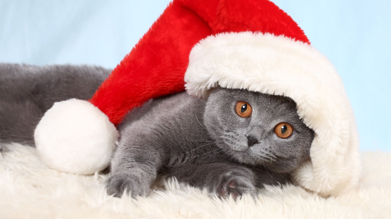 Британский кот в шапке Санта Клауса лежит на кровати 