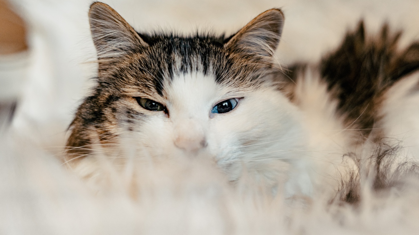 Кот с разными глазами на диване