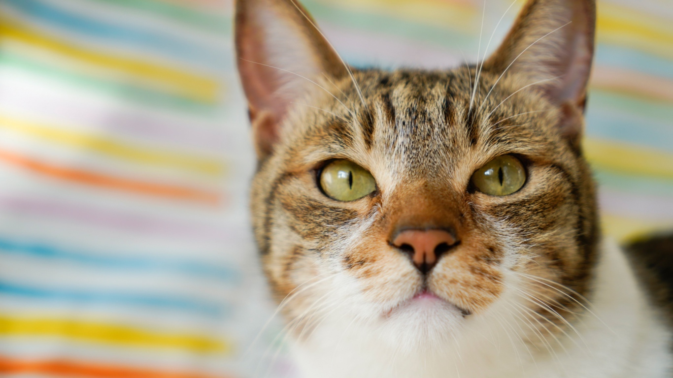 Морда серого кота с зелеными глазами крупным планом