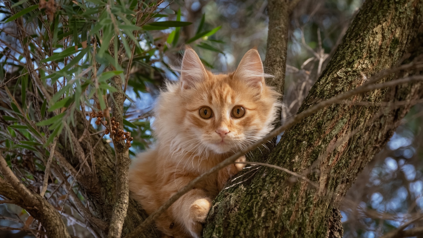 Curious red cat sits on a tree