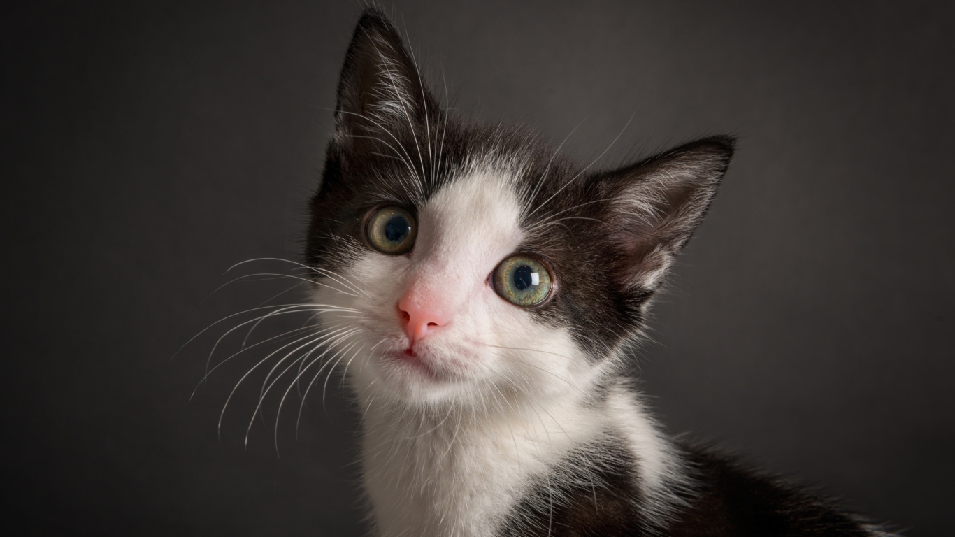 Милый черно-белый котенок на сером фоне