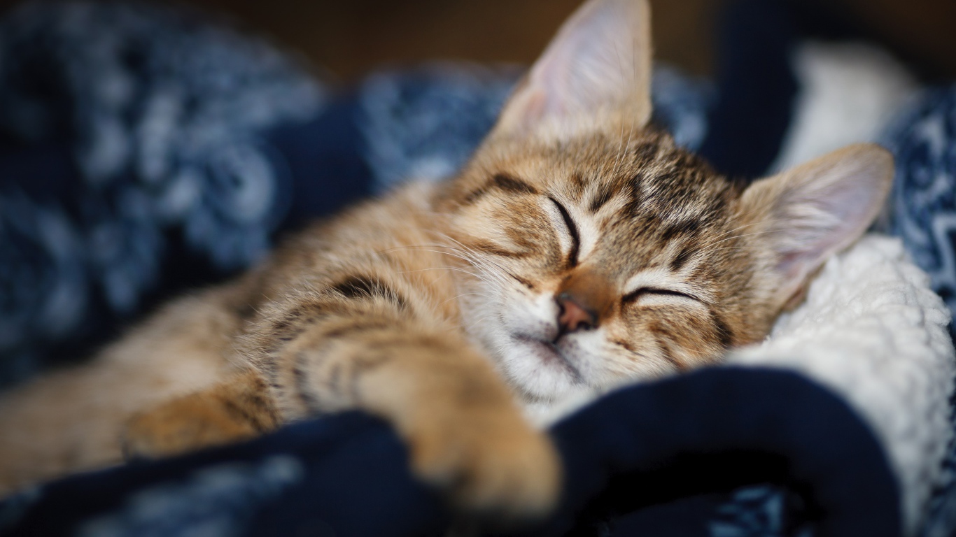 Милый серый котенок спит на одеяле 