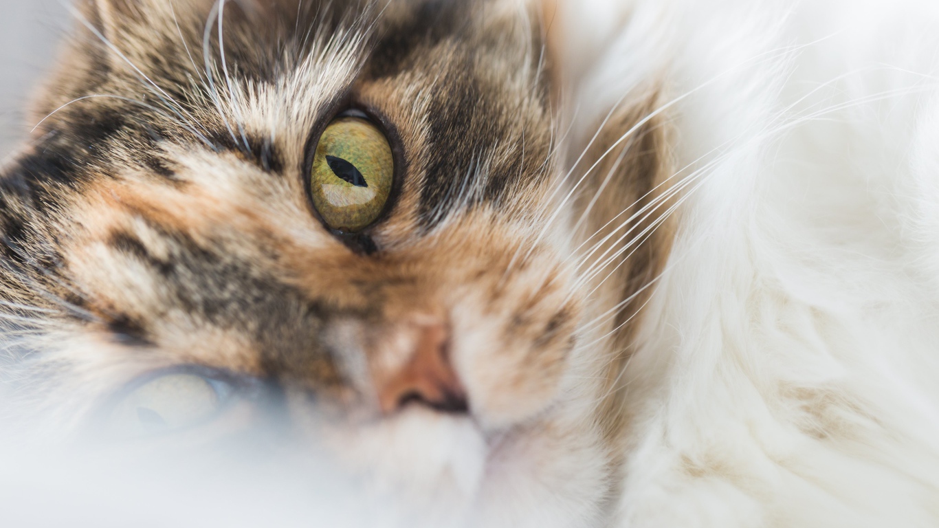 Морда зеленоглазой домашней кошки