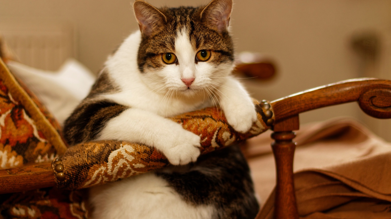 Толстый кот сидит в кресле 