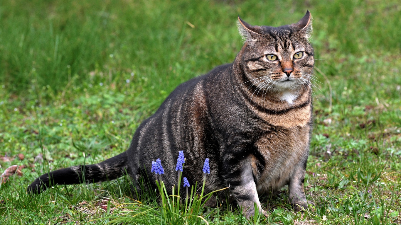 Толстый серый кот сидит на зеленой траве