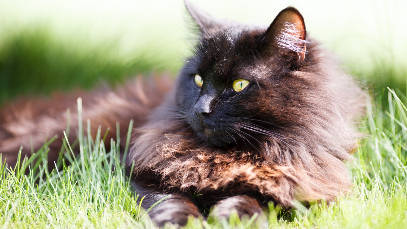 Пушистый черный кот лежит на зеленой траве
