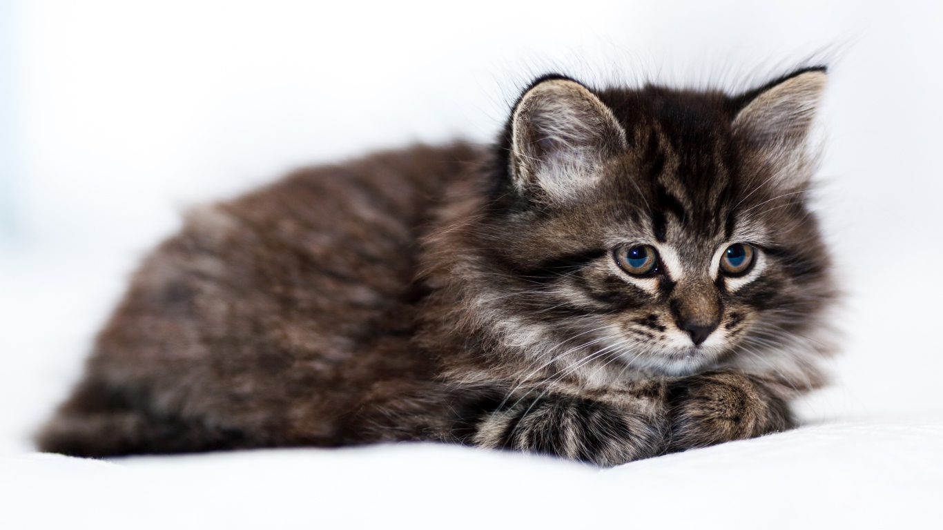 Пушистый серый котенок мейн куна на белом фоне