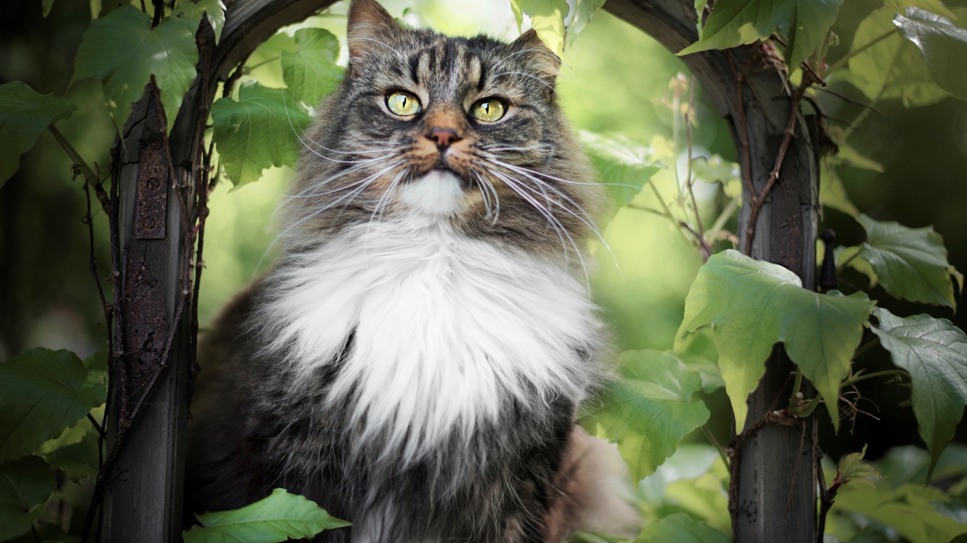 Пушистый серый с белым кот в зарослях винограда 