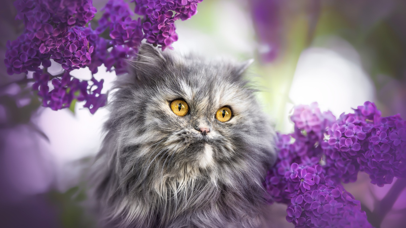 Fluffy gray cat with yellow eyes in lilac colors.