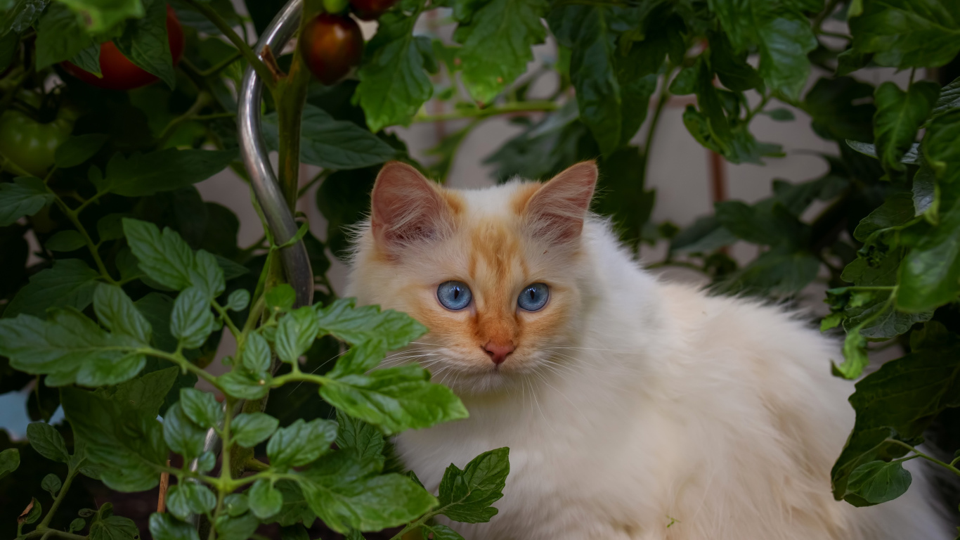 Пушистый породистый голубоглазый кот сидит в помидорах