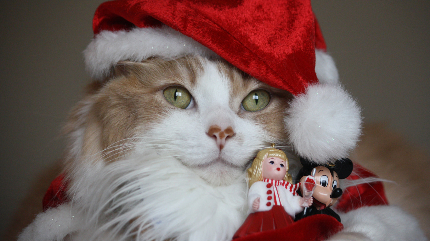 Смешной кот в новогоднем костюме с фигурками