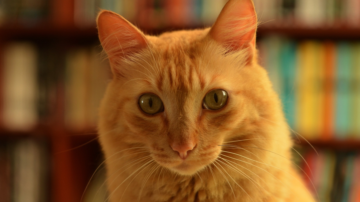 Забавная морда рыжего кота крупным планом 