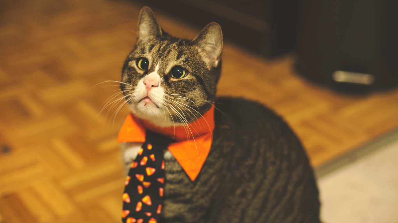 Funny gray cat in a tie