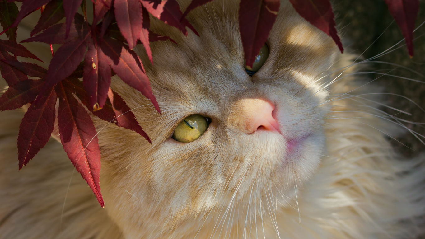 Рыжий кот с желтыми глазами в красных листьях 
