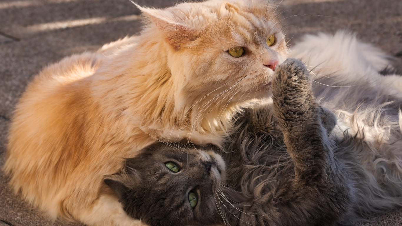 Серый и рыжий пушистые коты лежат на земле