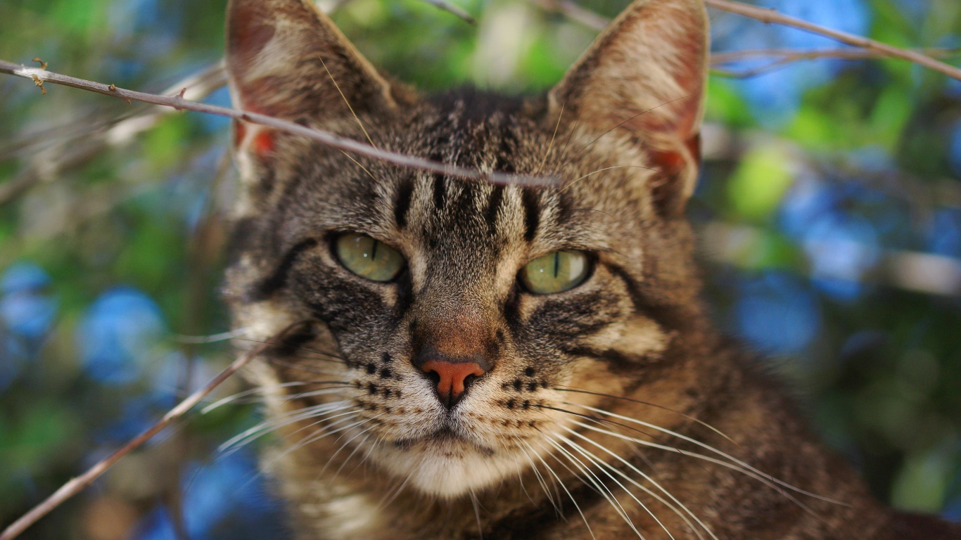 Серый кот в ветках крупным планом
