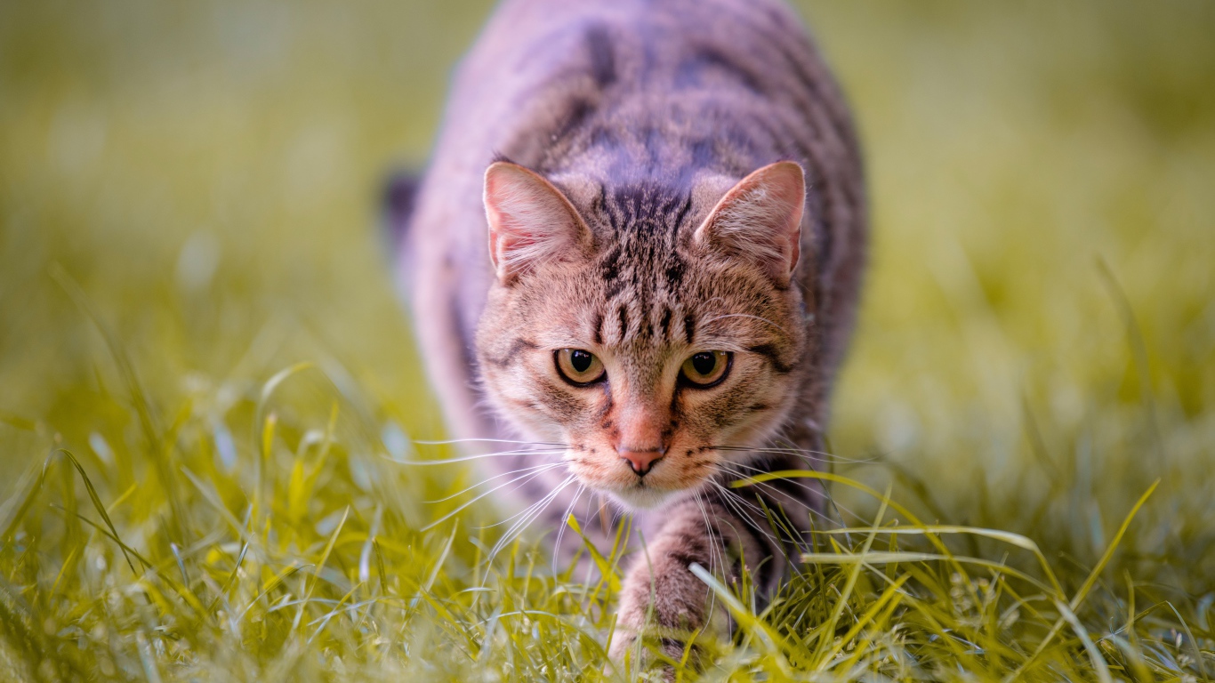 Серая кошка крадется по зеленой траве 