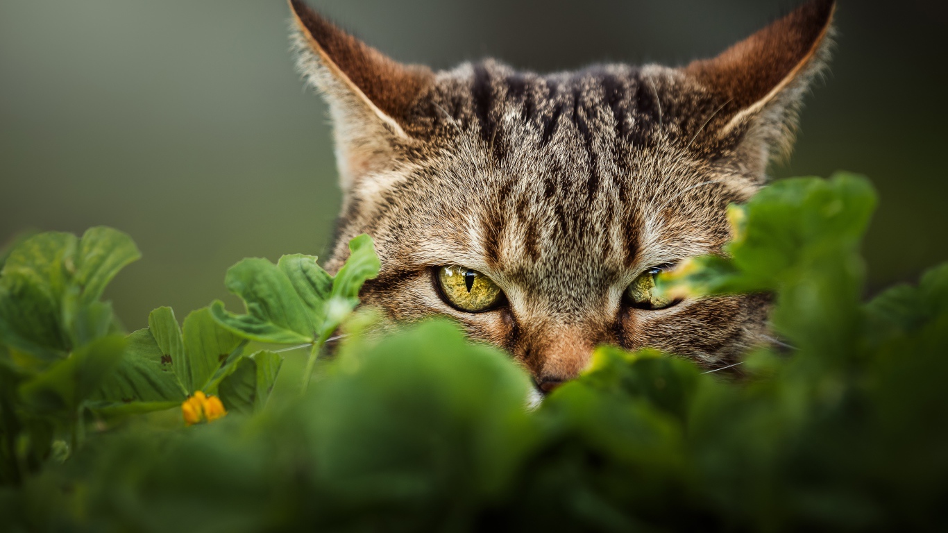 Серый кот с зелеными глазами прячется в траве 