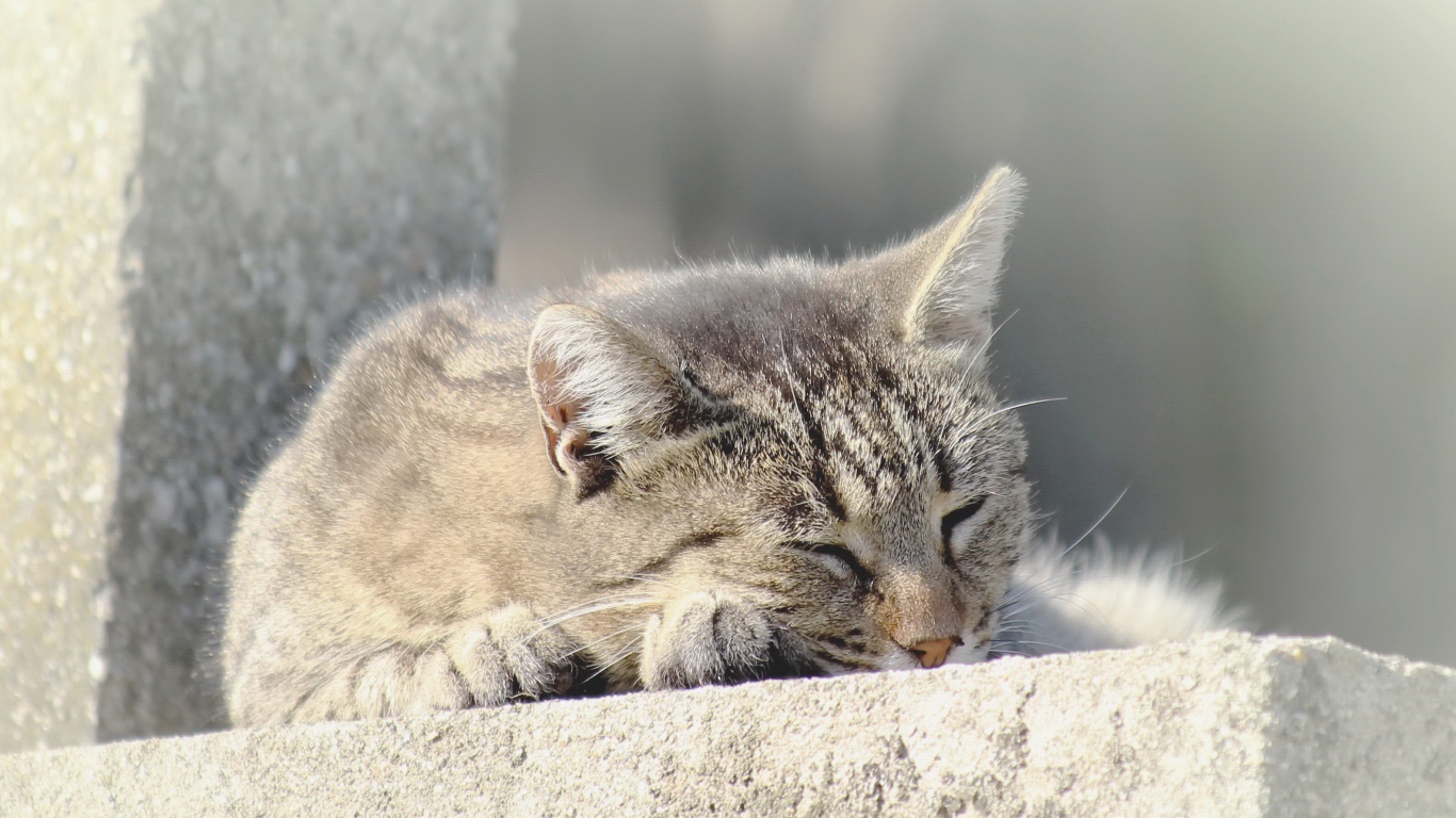 Серый домашний кот спит на улице