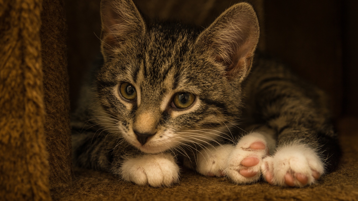Маленький забавный серый котенок  в домике