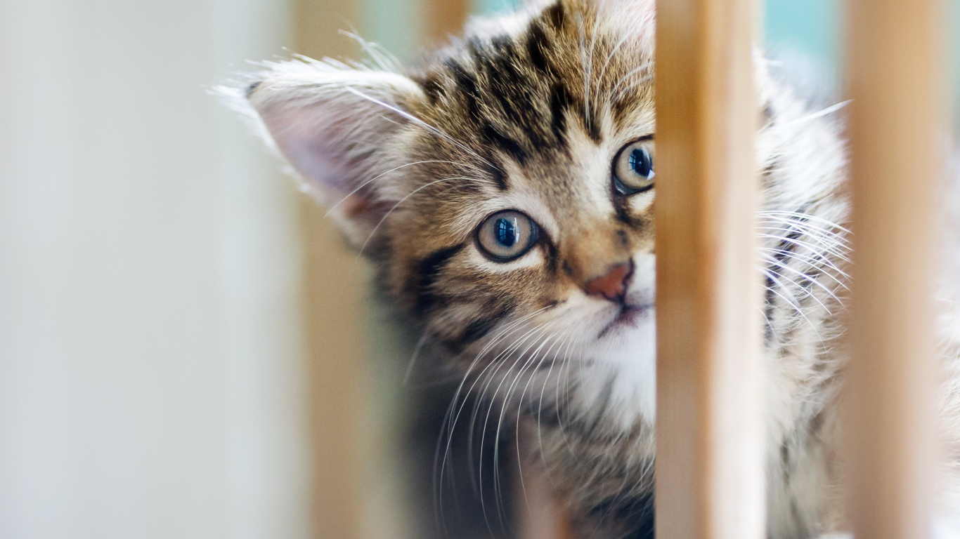 Маленький серый котенок играет 