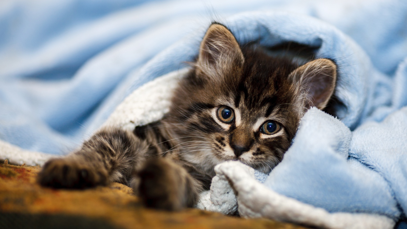 Little gray kitten lies under a blue blanket