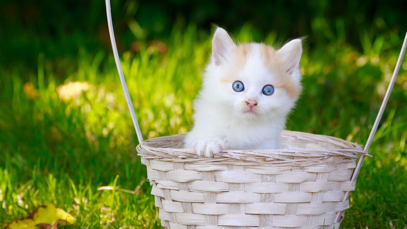 Маленький котенок в корзине на зеленой траве