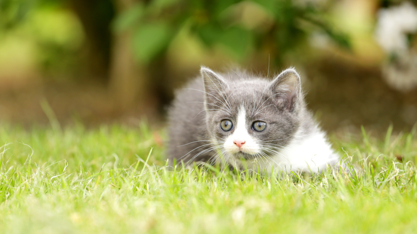 Маленький котенок лежит на зеленой траве