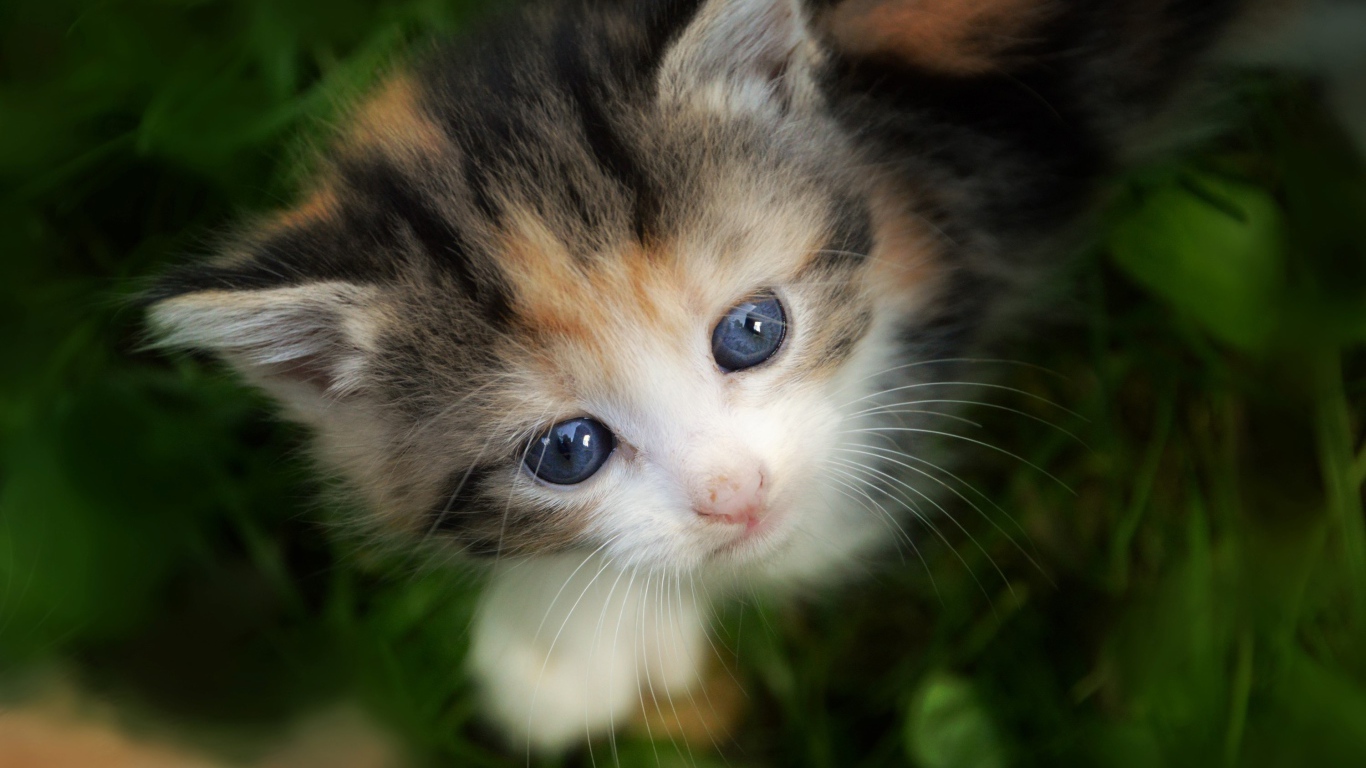 Маленький трехцветный котенок сидит в зеленой траве