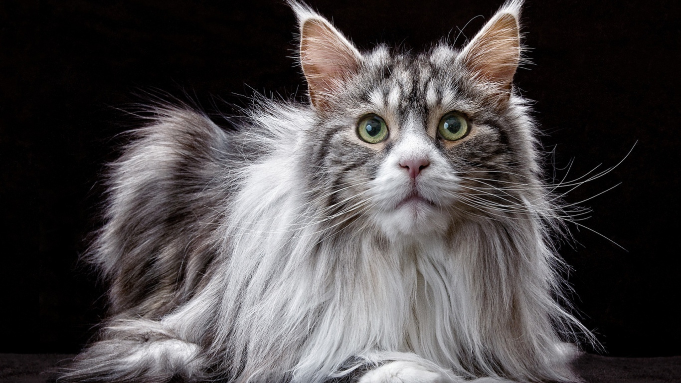 Большой кот породы мейн кун  на черном фоне