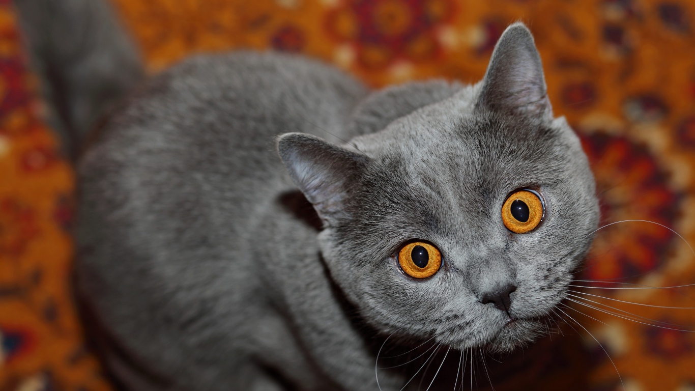 Породистый британский кот с желтыми глазами