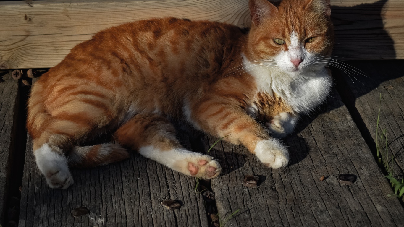 Рыжий кот в лучах солнца лежит на досках 