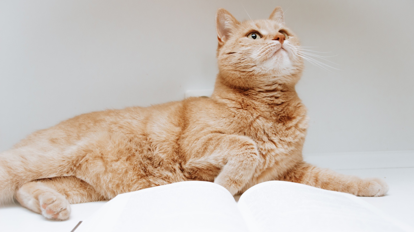 Рыжий кот с книгой на сером фоне