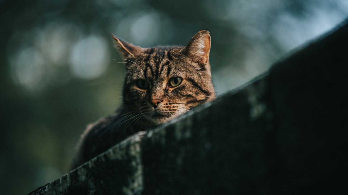 Грустный серый кот сидит на улице 