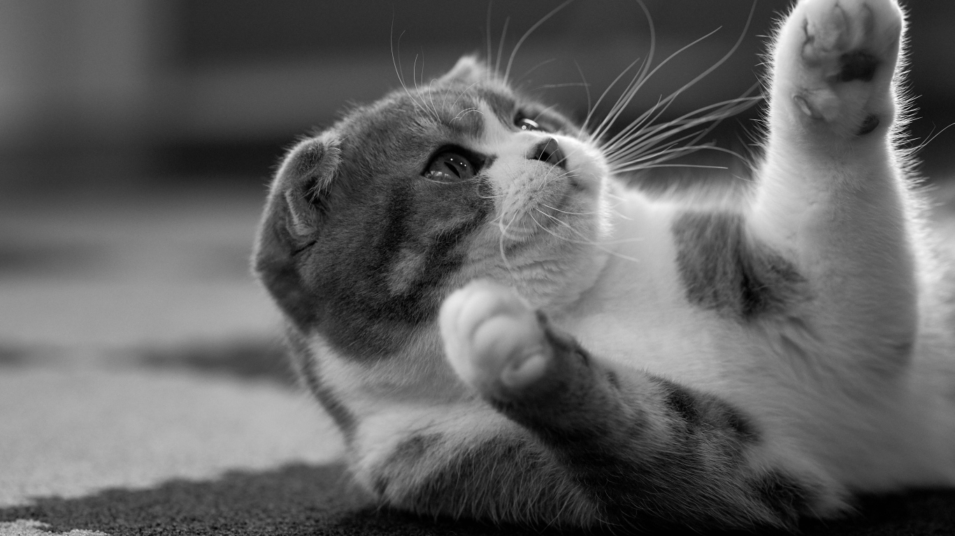 Шотландский котенок лежит на ковре 