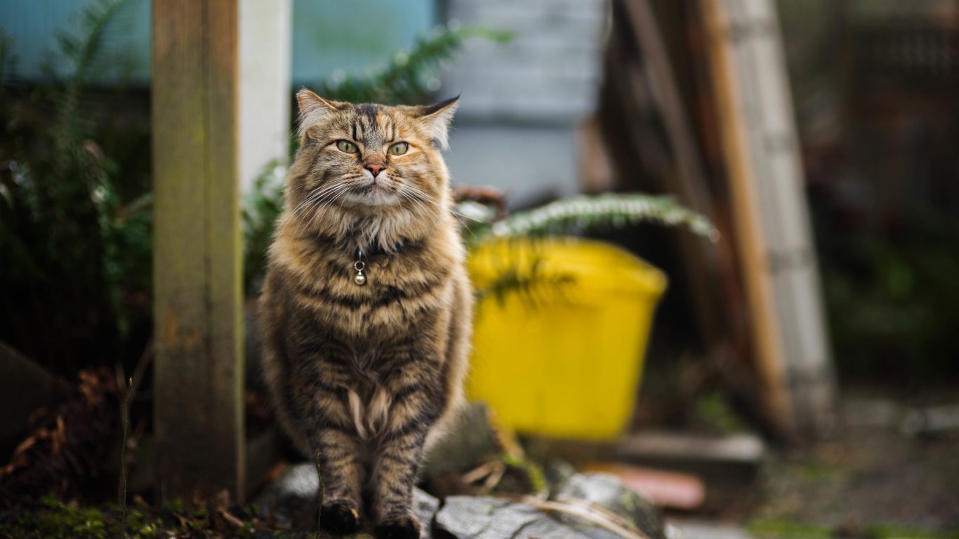 Серьезный серый кот с ошейником 