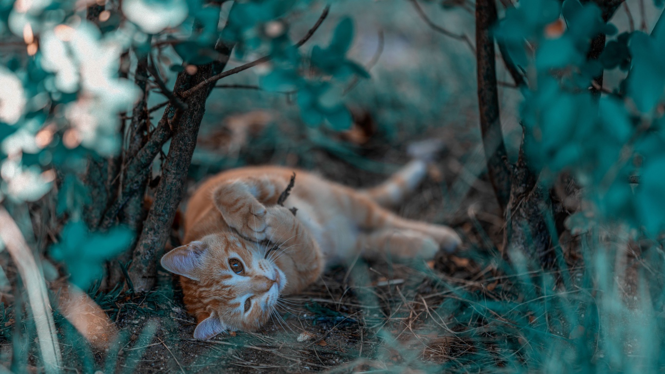 Маленький рыжий котенок в ветках 