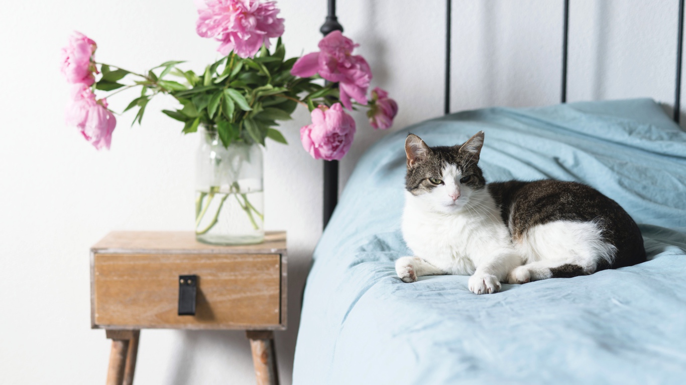 Кот лежит на большой кровати в комнате с букетом пионов