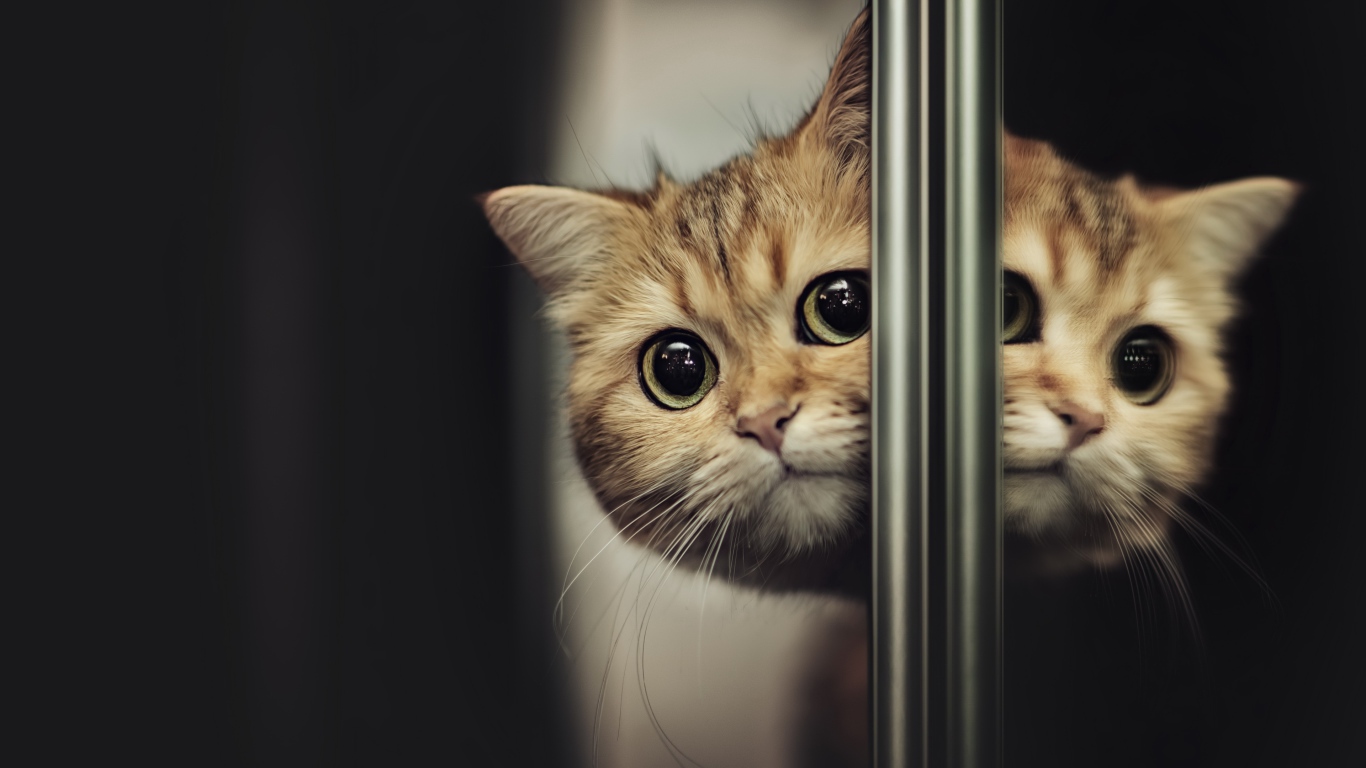 Породистый испуганный кот выглядывает из-за двери 