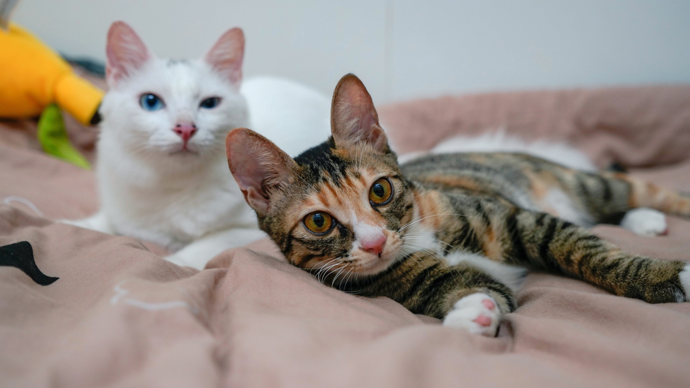 Две милые кошки лежат на кровати 