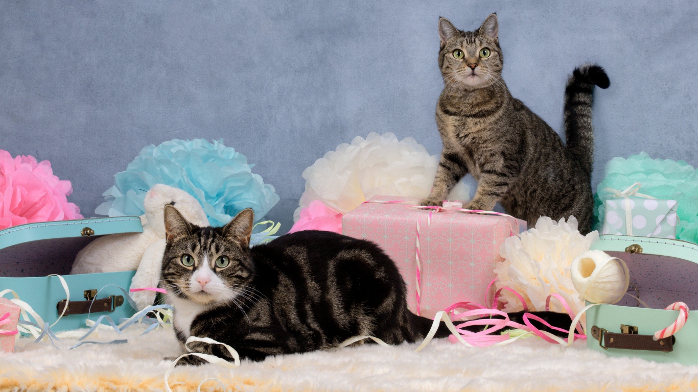 Два серых кота с подарками и цветами на сером фоне
