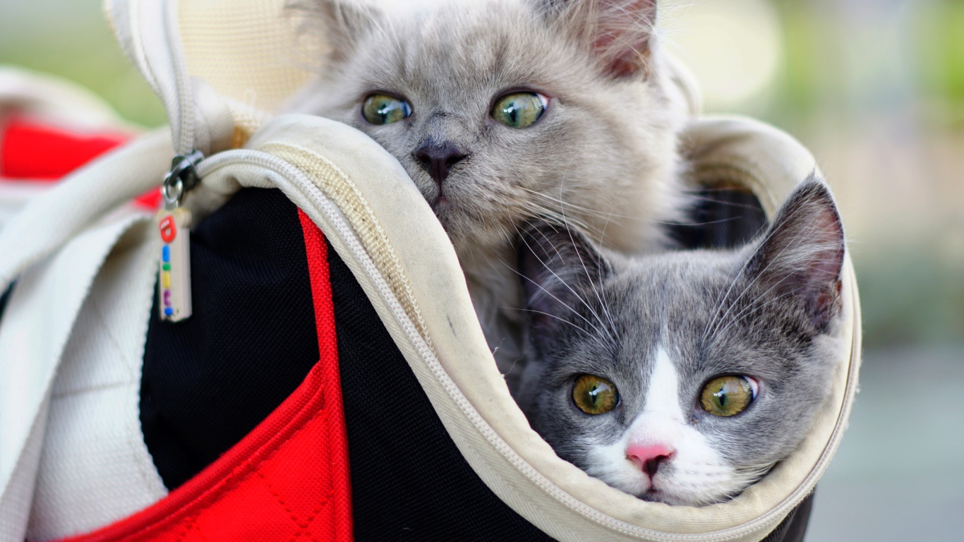 Два котенка выглядывают из сумки 