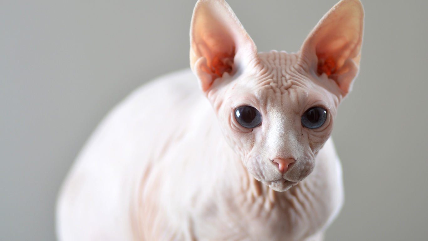 Белый кот породы сфинкс на сером фоне