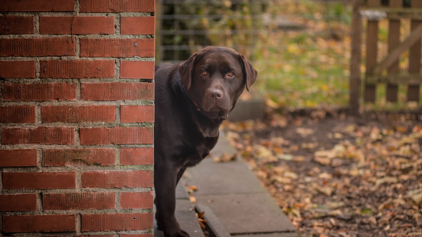 Коричневый лабрадор стоит у  кирпичной стены