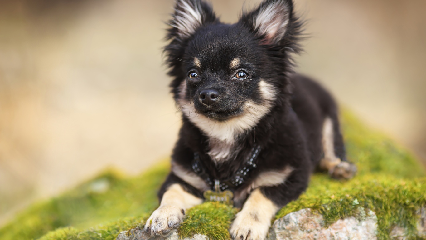Маленький пес породы чихуахуа лежит на покрытом мхом камне