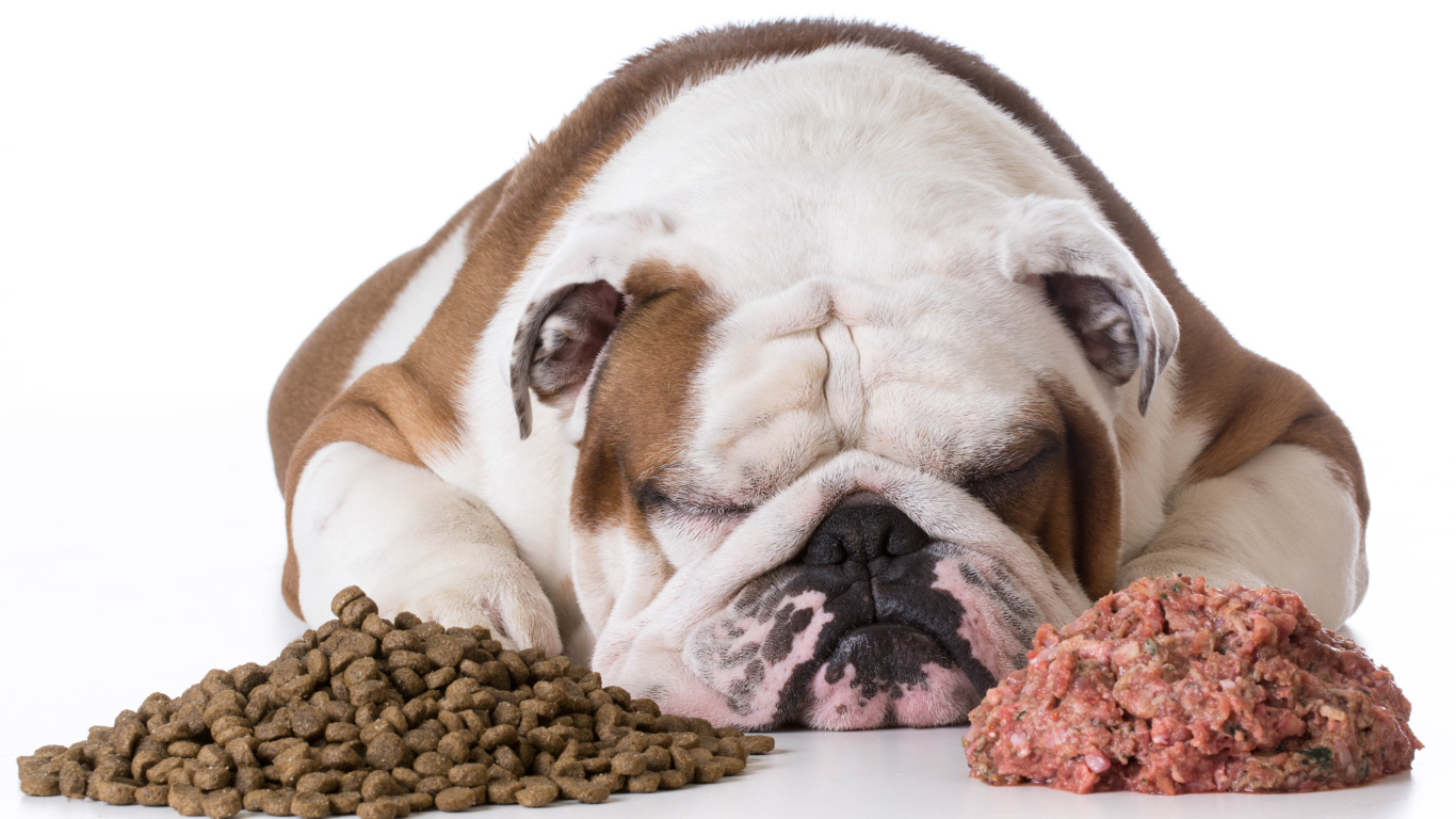 Сытый бульдог спит с кормом на белом фоне