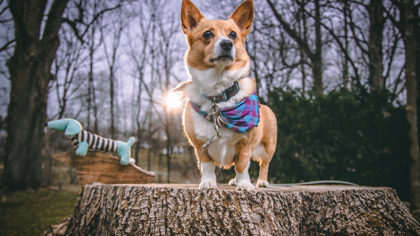 Собака породы вельш корги стоит на пне