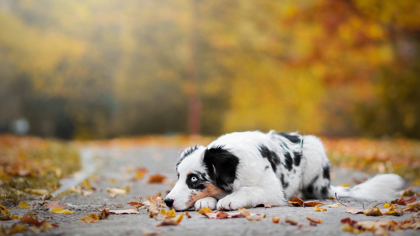 Австралийская овчарка с голубыми глазами лежит на земле с опавшей листвой 